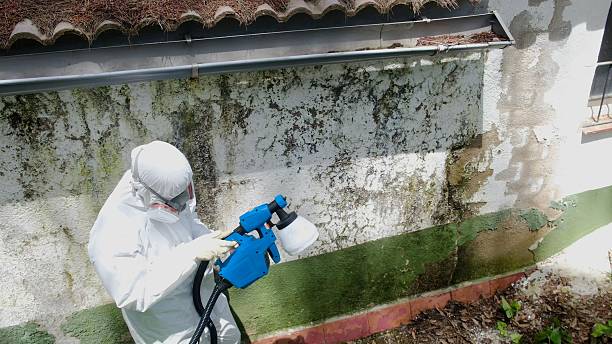 Top rated local Mold Remediation specialists in Martinsville, NJ